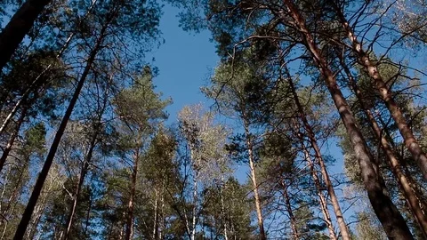 Landscape forest berries, mushrooms, trees plants nature insects Video stock 80287806