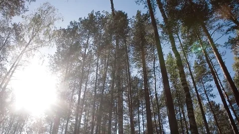 Landscape forest berries, mushrooms, trees plants nature insects Stock Footage 80287809