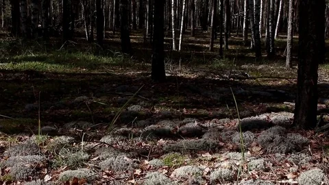 Landscape forest berries, mushrooms, trees plants nature insects Stock Footage 80287810
