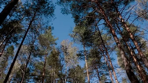 Landscape forest berries, mushrooms, trees plants nature insects Video stock 80287814