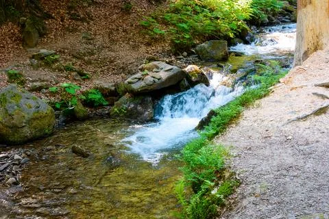Landscape with forest brook Stock Photos
