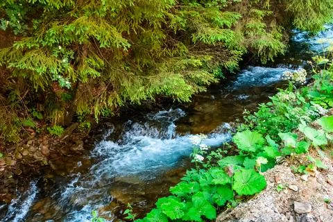 Landscape with forest brook Stock Photos