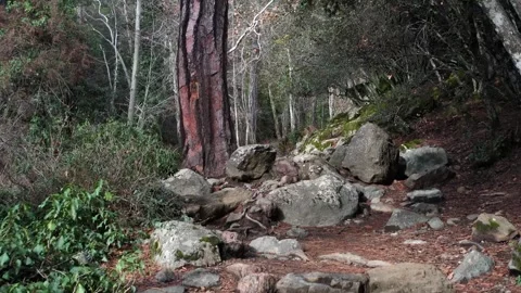 Landscape Forest Cyprus Platres 動画素材 244665220