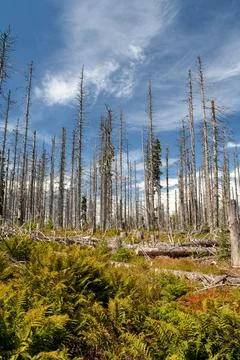 Landscape with forest - dead and fallen trees and growing young living trees Stock Photos