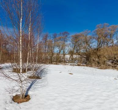 Landscape with forest field Stock Photos