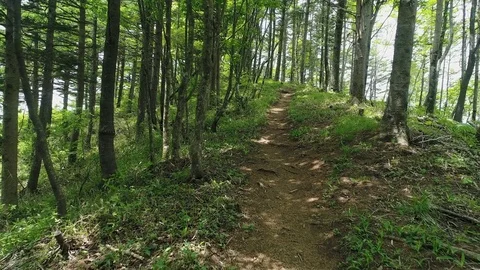 Landscape of the forest Stock Footage 80517621