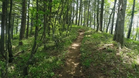 Landscape of the forest Stock Footage