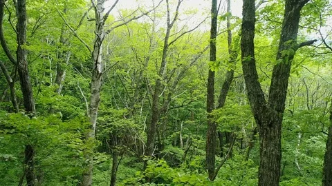 Landscape of the forest Stock Footage 80517647