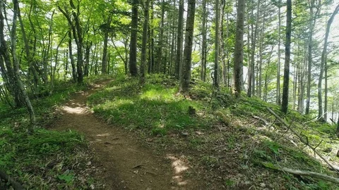 Landscape of the forest Stock Footage