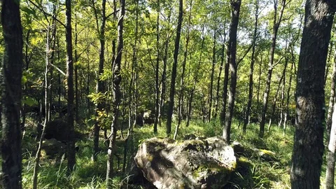 Landscape of the forest Stock Footage 85688608