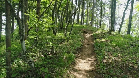 Landscape of the forest Stock Footage 86106945