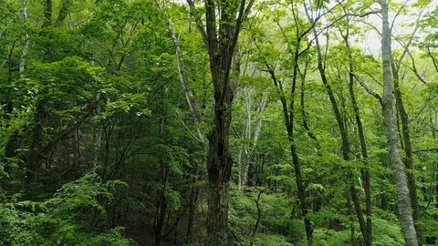 Landscape of the forest Stock-Footage 90653418