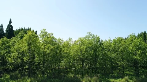 Landscape of the forest Stock Footage 93497797