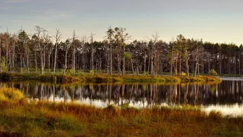 Landscape with forest lake Foto stock
