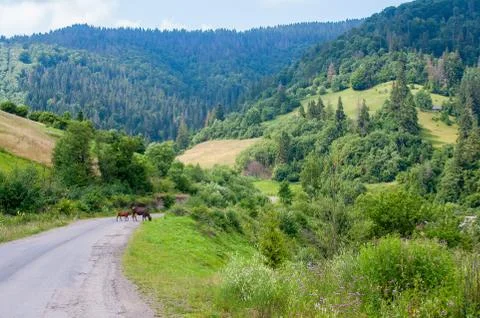 Landscape with forest mountains Stock Photos