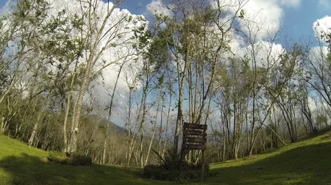 Landscape of forest with moving cloud. Stock Footage 45563237