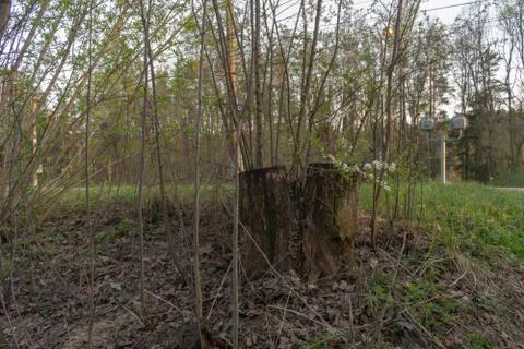 Landscape forest path spring road to the forest Stock Photos