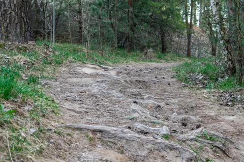 Landscape forest path spring road to the forest Stock Photos