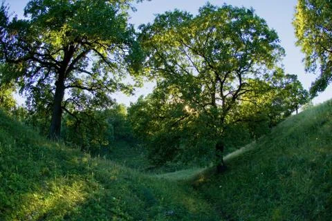 Landscape with forest Stock-Fotos