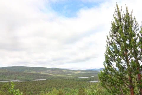 Landscape with forest Stock Photos