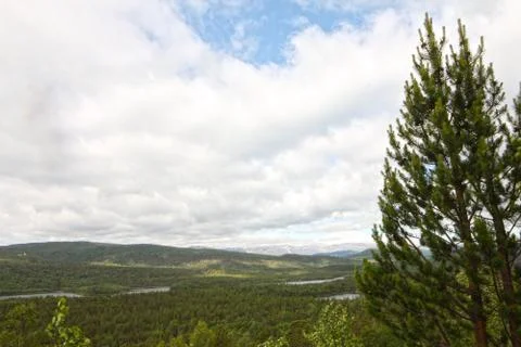Landscape with forest Foto stock