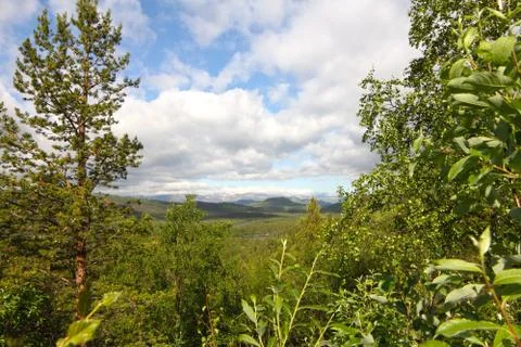 Landscape with forest Stock Photos