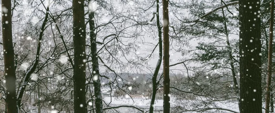 Landscape In Forest Stock Photos