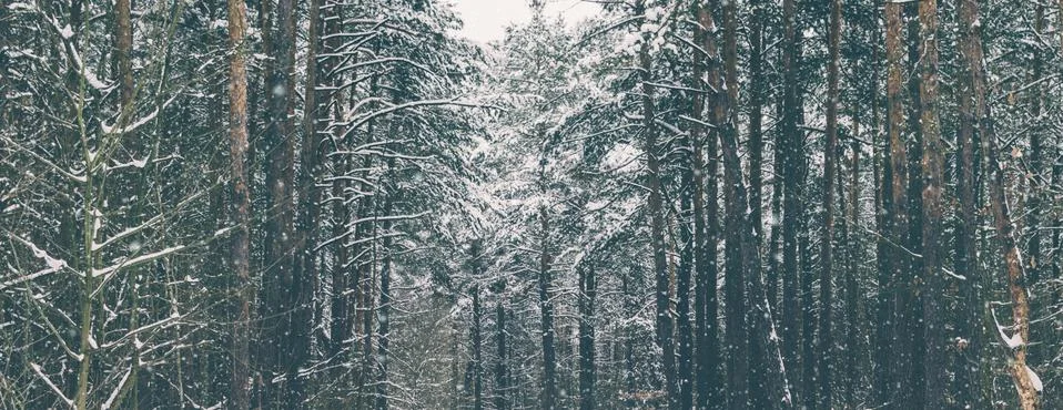 Landscape In Forest Stock Photos