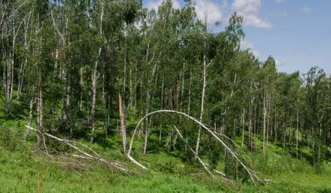 Landscape with forest 写真素材