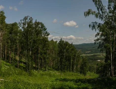 Landscape with forest 写真素材