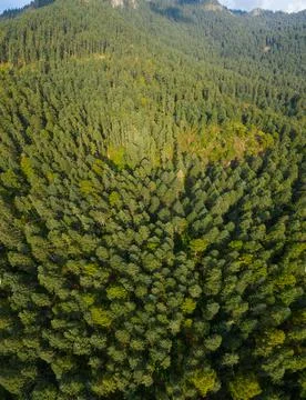Landscape forest Stock Photos