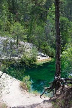 Landscape in a forest with a river, and a tree with many roots out. Stock Photos