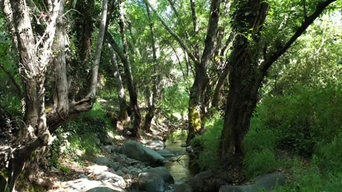 Landscape Forest river Backward Cyprus Vídeos de archivo 244665194