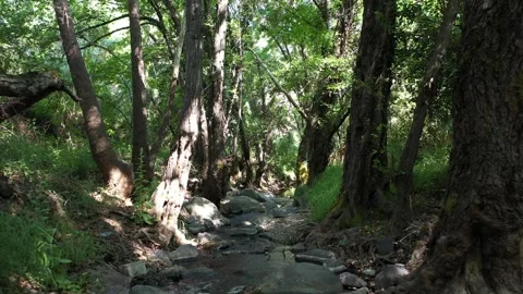 Landscape Forest river Forward Cyprus 動画素材 244665192