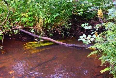 Landscape. forest river Foto stock