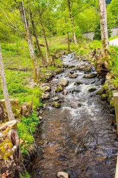 Landscape of Forest with River Stock Photos