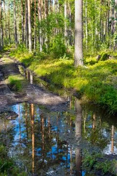 Landscape of the forest road Foto stock