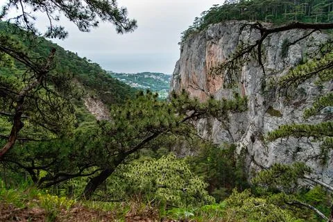 Landscape forest with rocks and pine trees Stock Photos