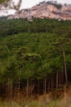 Landscape forest with rocks and pine trees Stock Photos