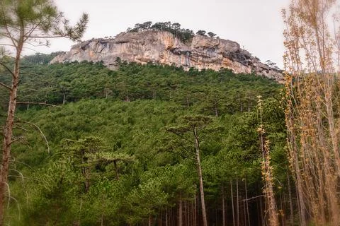 Landscape forest with rocks and pine trees Stock Photos
