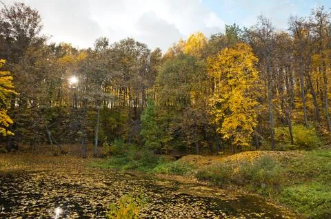Landscape forest round lake in the fall 185. Stock Photos