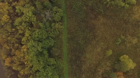 Landscape forest on the shore Stock Footage 159881580