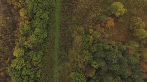 Landscape forest on the shore Stock Footage 159881600