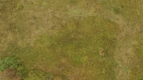 Landscape forest on the shore Stock Footage 159881614