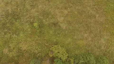 Landscape forest on the shore Stock Footage 159881633