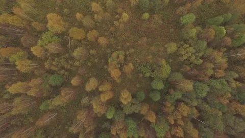 Landscape forest on the shore Stock Footage 159881719