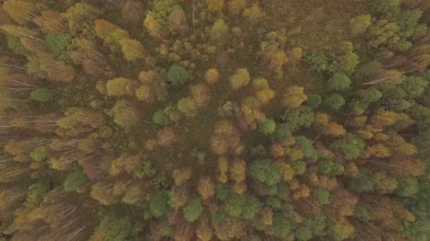 Landscape forest on the shore Stock Footage 159881724