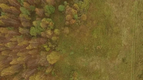 Landscape forest on the shore Stock Footage 159881777