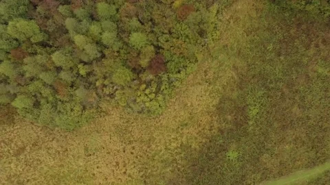 Landscape forest on the shore Stock Footage 159881778