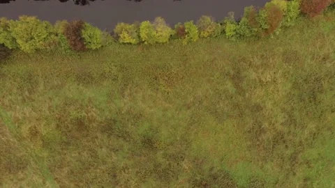 Landscape forest on the shore Stock Footage 159881782